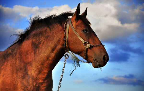 Lovaglás Futószáron