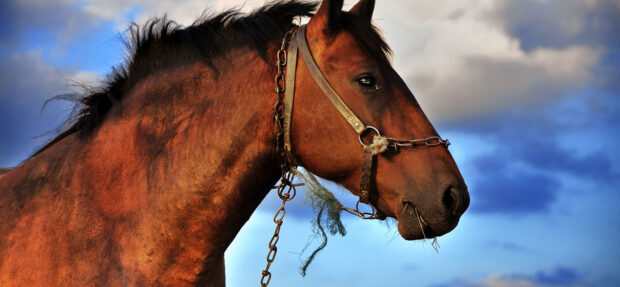 Lovaglás Futószáron