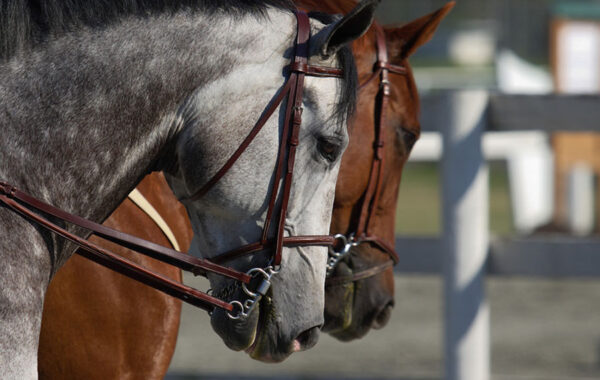 Elméleti, gyakorlati foglalkozás