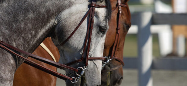 Elméleti, gyakorlati foglalkozás