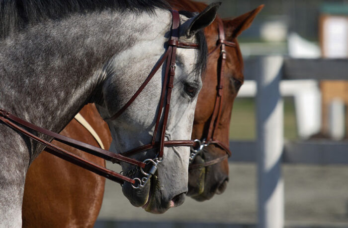 Elméleti, gyakorlati foglalkozás